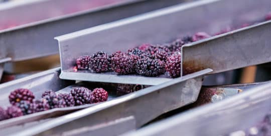 Blackberries undergo challenge testing as they are transported on a metal conveyor belt system in a processing facility, ensuring quality and safety at every step. - Matrix Sciences